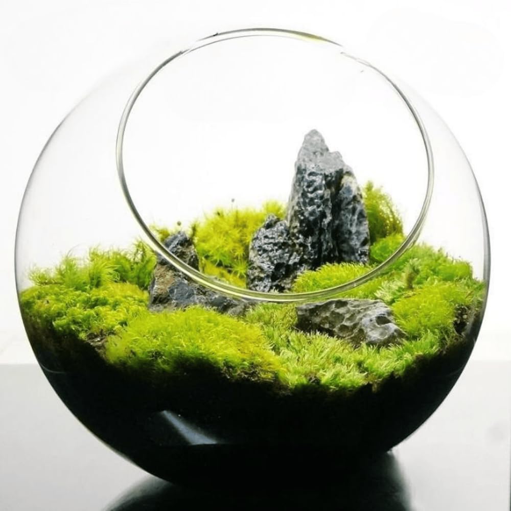 パルダリウム水槽セット/完成品/テラリウム/苔リウム/苔テラリウム パルダリウム水槽セット/完成品/テラリウム/苔リウム/苔テラリウム 苔